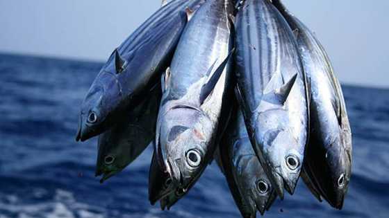 List of the most expensive tuna in the world: Top 5 list