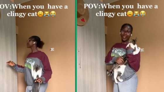 Young woman's cat pounces on her during TikTok dance challenge, its excitement leaves Mzansi with the creeps