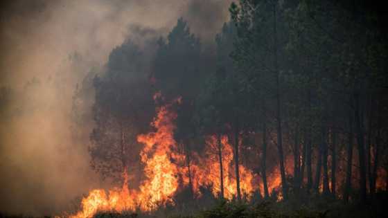 Ukraine war, climate favourites for Nobel Peace Prize