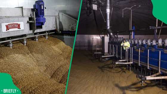 Gauteng gets a R2 billion manufacturing win: Malting plant breaks ground