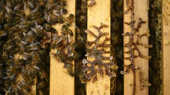 Europe's bees stung by climate, pesticides and parasites