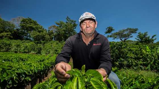 Costa Rica coffee farmers innovate as rainfall plummets