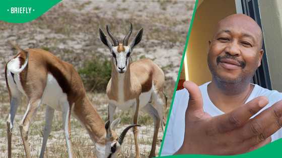 "The whole national rugby team": Man's video of springboks in his yard enthrals South Africans