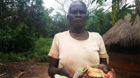 Termites eat elderly couple's R6k they saved in metallic case for 3 years