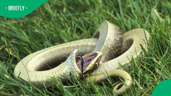 The sound of this puff adder had Mzansi reaching for the volume button