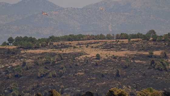 Neglected forests at the mercy of wildfires in Spain, Portugal