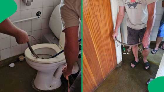 "Not today, Satan": Mozambique spitting cobra found lurking in Kruger Park toilet, SA reacts