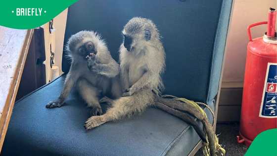 "A hefty fine is not enough": Two monkeys almost auctioned get saved in Vryburg rescue
