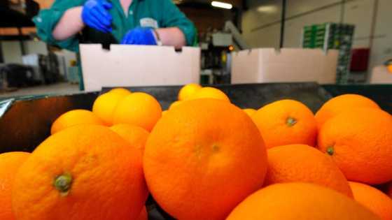 Drugs hidden beneath oranges from South Africa seized in the UK, Mzansi concerned by bust