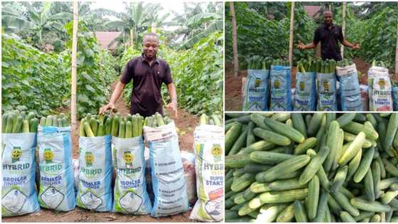 Graduate who went into farming breaks the internet with massive cucumbers he harvested