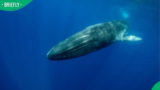 “Huge things in these waters”: SA reacts to rare whale washing up in the Western Cape