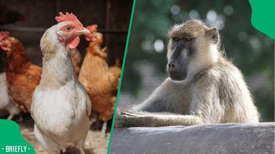 "I'm getting toxic relationship vibes": Baboon removes all feathers from relaxed chicken