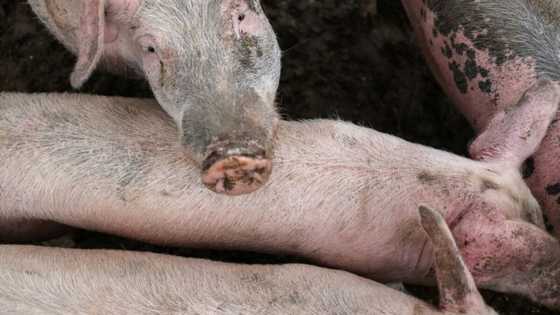 Supreme Court ponders the fate of pigs, high cost of bacon