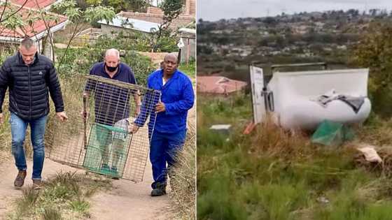 'Heartbreaking': Thugs hijack SPCA van after they rescued injured pup, Saffas outraged