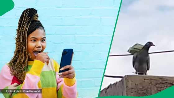 “This is pure comedy”: Pigeon carrying money leaves Mzansi in laughter, SA reacts