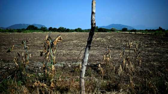 'They put a price on everything': extortion hits Mexican economy