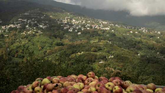 'Zero income' after storms ravage famed Greek apple harvest