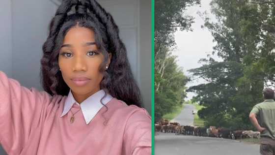 A video of a woman's Lobola Day cattle parade has Mzansi talking