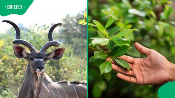 South African woman’s kind gesture to kudu ends in shocking tumble