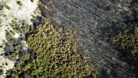 Europe fires already worse than in all 2021: monitor