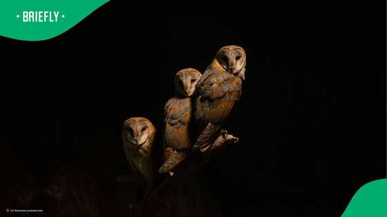 Randfontein SPCA kills 4 barn owls, rescue centre claims a volunteer was rn route to collect them