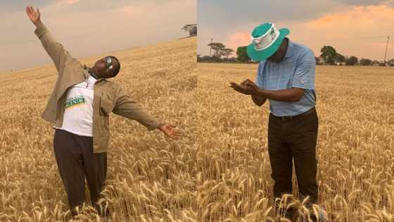 Female farmer praised for beautiful wheat crops: "You always inspire"