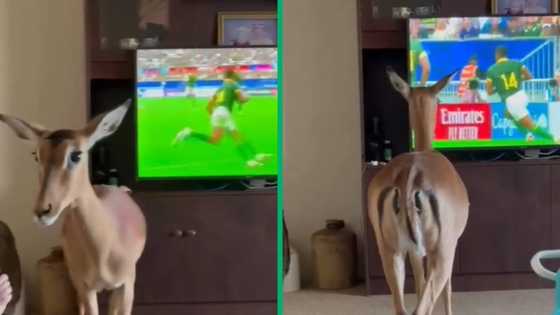 Impala watches Springboks Rugby World Cup game: Viral TikTok video has South Africans laughing