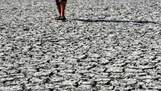 Water-stressed Iraq dries up fish farms