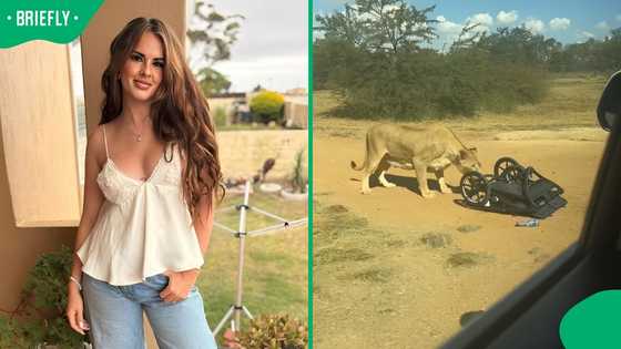 "I’m never going to a lion park again": Woman shows lioness stealing R18k-R20k stroller from bakkie