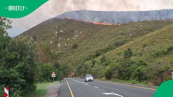 Western Cape authorities contain wildfires destroy 100,000 hectares, leave thousands homeless