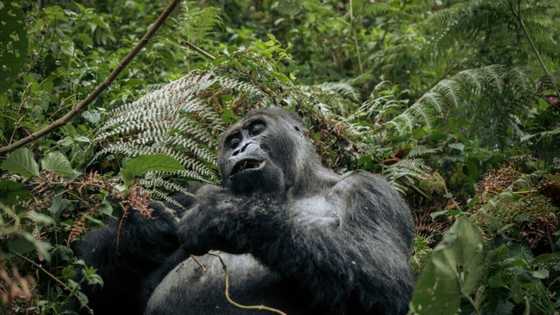 Wildlife populations plunge 69% since 1970: WWF