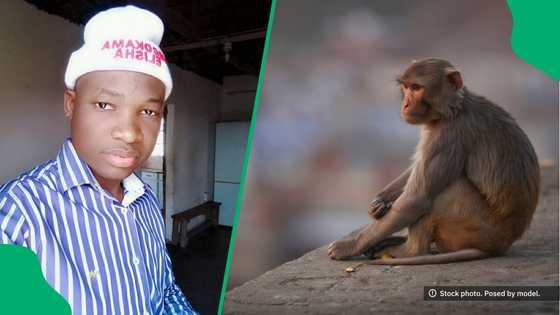 "This guy is hitting his granny": KwaZulu-Natal monkey invades res room, forcing student to get help