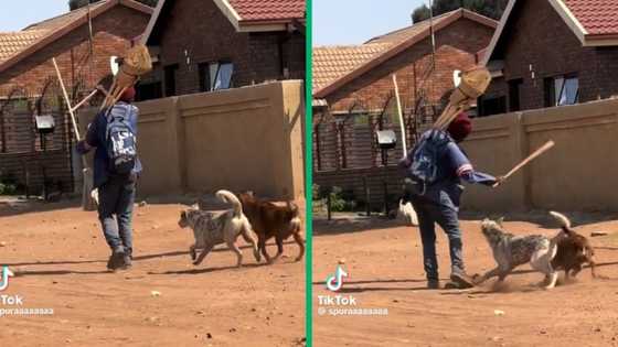 Street vendor teaches 3 dogs hounding him a lesson, video leaves SA howling