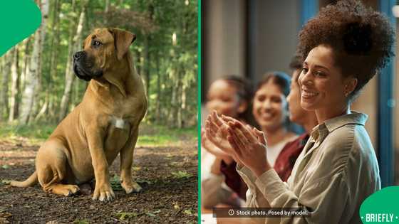 SA celebrates after influencer in legal trouble after SPCA rescues malnourished dogs