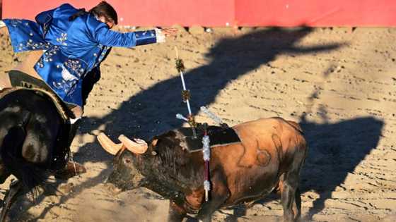 California's Portuguese community keeps bullfighting alive without bloodshed