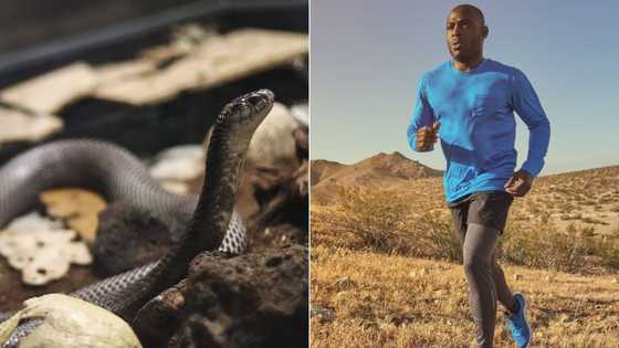 Snake chases man in TikTok video, viper's 'attack' that has Mzansi scared explained by expert