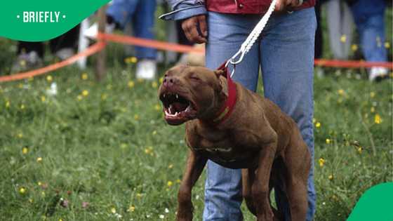 Tragic pit bull attack claims life of 39-Year-old man in Vryburg
