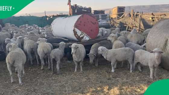 Mpumalanga sheep theft: 24-year-old caught with R232K worth of livestock