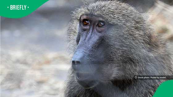 Western Cape man fights off baboons trying to take over his car in viral video