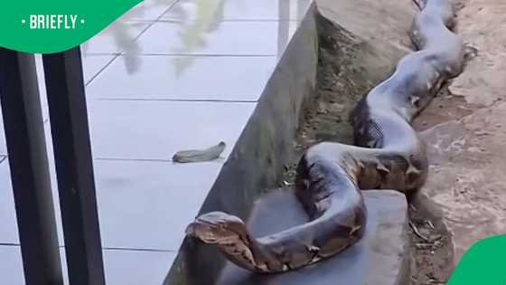 Massive python slithers through Tzaneen, sparking fear and fascination among viewers