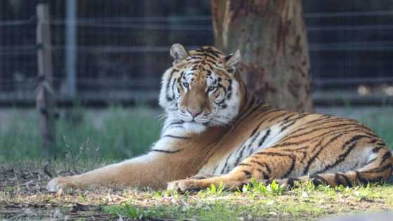 Escaped tiger Sheba back on the Johannesburg streets after brief visit home inspiring #gosheba online