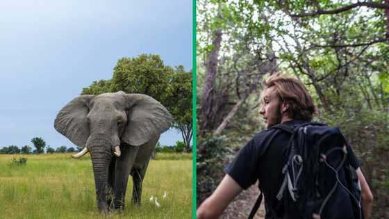 TikTok video shows two men being chased by an elephant, netizens are in stitches