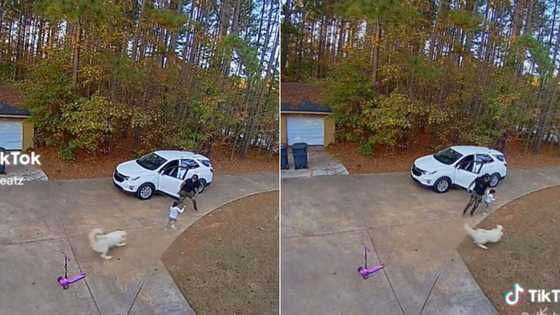 Dad goes full beast mode protecting 3-year-old from vicious hound, TikTok video goes viral with 9.9M views
