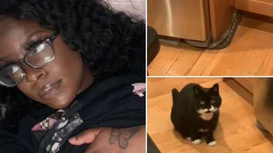 Creepy video of two snakes found in kitchen at 1 A.M has people cracking jokes over the cats lack of interest