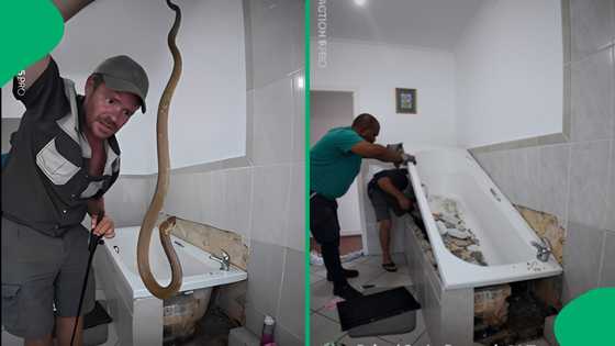 "I'd sell the house": Snake catcher dismantles bathroom to rescue hidden cape cobra, SA stunned