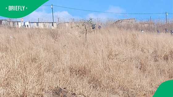 14-Year-old teenager allegedly sexually assault six-year-old girl in Limpopo