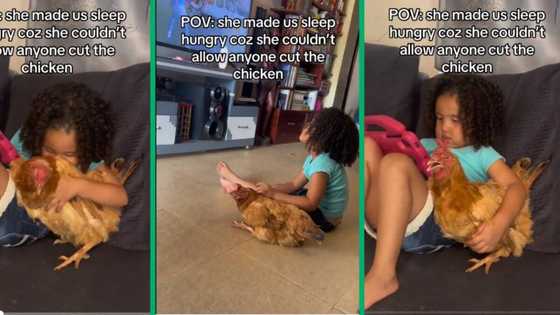 Viral video shows little girl bonding with chicken, refuses to let family eat it for dinner, Mzansi amused