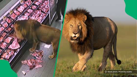 "How did he know where the meat was?": Lion video fools Mzansi as AI grocery store clip goes viral