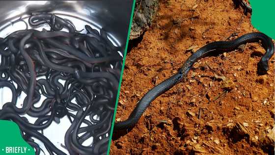 “We ended up with 102 red belly black snakes”: Venomous reptiles found in couple’s yard, reactions