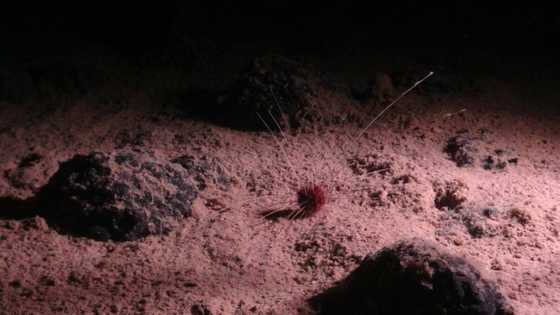 'Fight is on' at deep sea mining debate in Jamaica